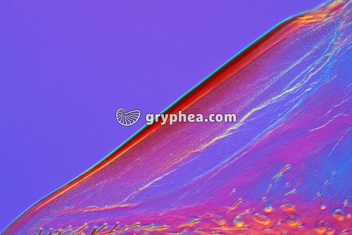 Grattoir élytre Grillon x25 - gryphea.org